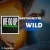 دانلود آهنگ WILD از BABYMONSTER همراه با ترجمه